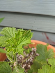 Insecta