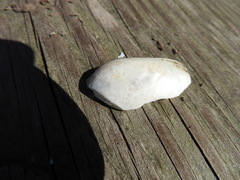 Unionoidea