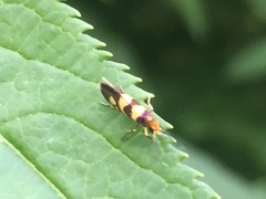 Micropterix hartigi