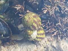 Steromphala umbilicalis