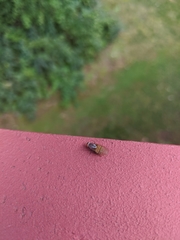 Insecta