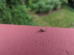 Insecta