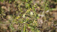 Euchaetis