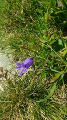 Campanula excisa