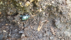 Anoplotrupes stercorosus