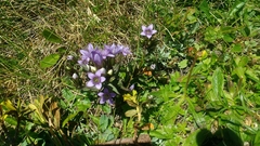 Gentianella ramosa