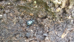 Anoplotrupes stercorosus