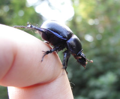 Anoplotrupes stercorosus