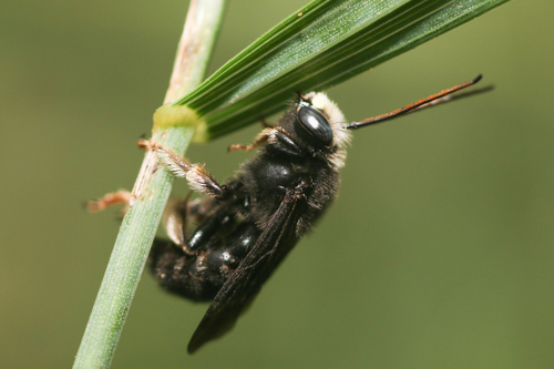 Two-spotted Longhorn Bee