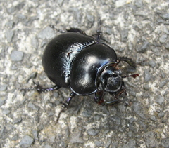 Anoplotrupes stercorosus