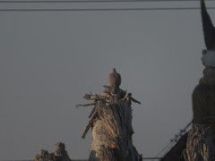 Streptopelia decaocto