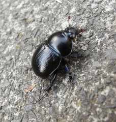 Anoplotrupes stercorosus