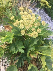Heracleum sphondylium orsinii
