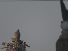 Streptopelia decaocto