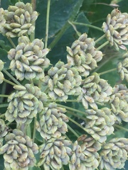 Heracleum sphondylium orsinii