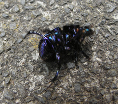 Anoplotrupes stercorosus
