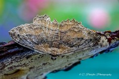 Philereme transversata