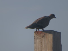 Streptopelia decaocto