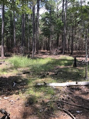 Eleocharis melanocarpa