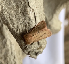 Denticucullus pygmina