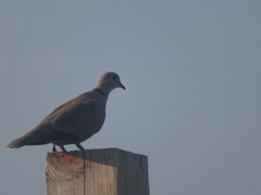 Streptopelia decaocto