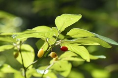 Cornus sessilis