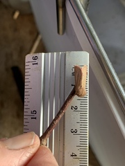 Denticucullus pygmina