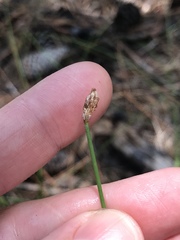 Eleocharis melanocarpa