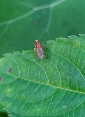Norellisoma spinimanum