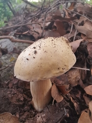 Boletus quercophilus