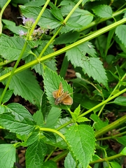 Polites themistocles