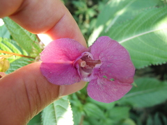 Impatiens glandulifera