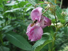 Impatiens glandulifera