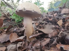 Boletus quercophilus