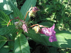 Impatiens glandulifera