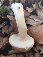 Boletus quercophilus