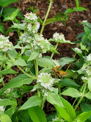 Polites themistocles