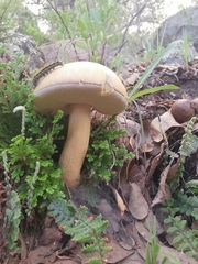 Boletus quercophilus