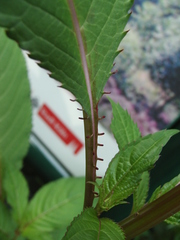 Impatiens glandulifera