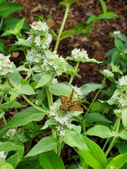 Polites themistocles