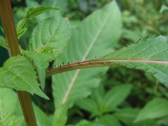 Impatiens glandulifera