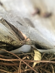 Hemidactylus turcicus