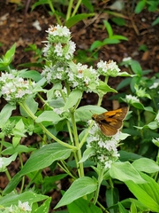 Polites themistocles