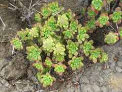 Aeonium lindleyi image