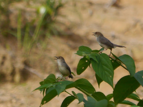 Chattering Cisticola (Cisticola anonymus), photo 3
