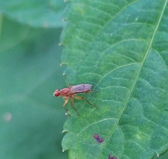 Norellisoma spinimanum