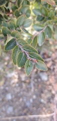 Nothofagus betuloides