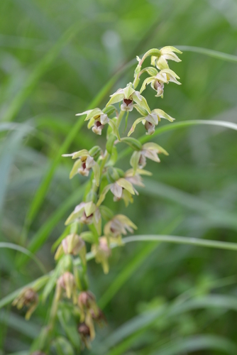 kruštík širokolistý (Epipactis helleborine)