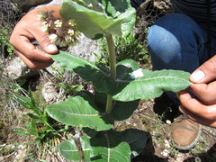 Asclepias otarioides