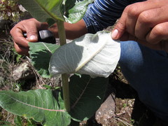 Asclepias otarioides